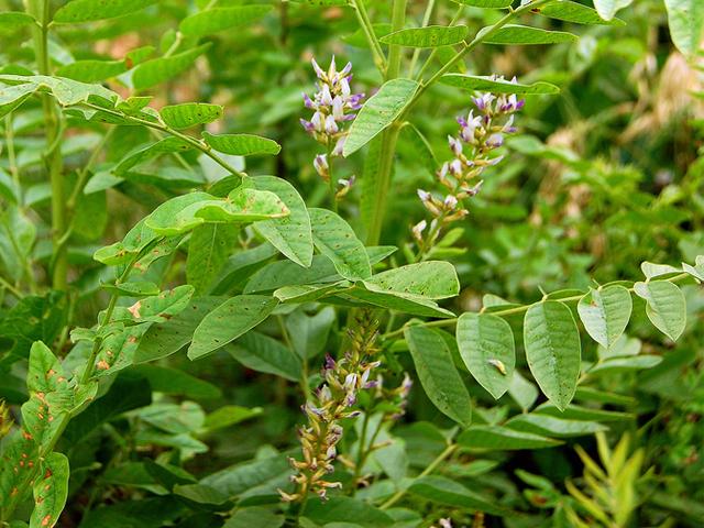 Süßholzwurzel (Glycyrrhiza glabra)