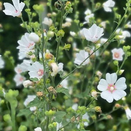 Eibischwurzel (Althaea Officinalis)