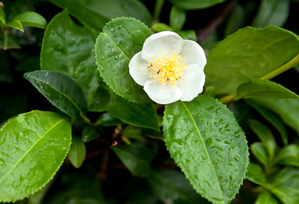 Camellia sinensis