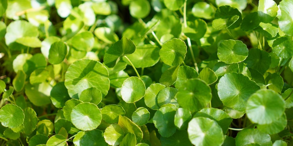 Centella Asiatica Asiatischer Wassernabel
