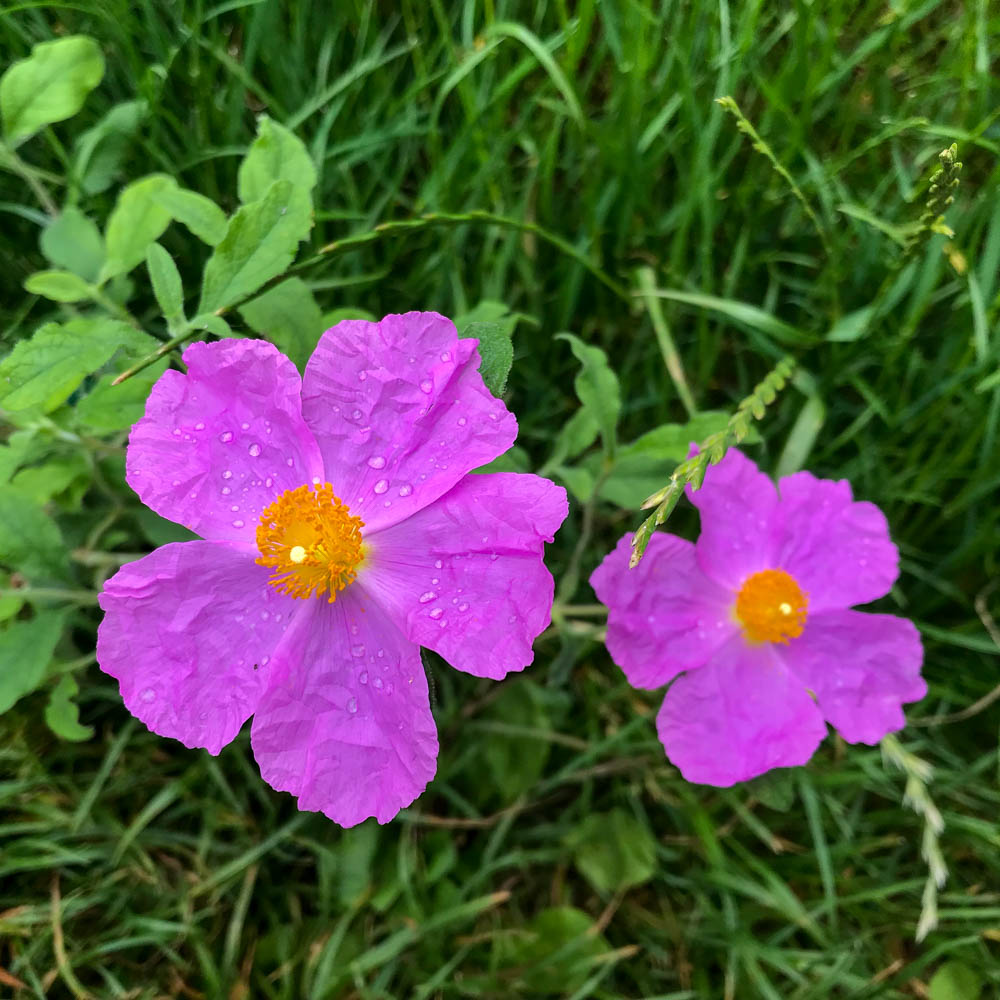 Cistus incanus (Graufilzige Zistrose)