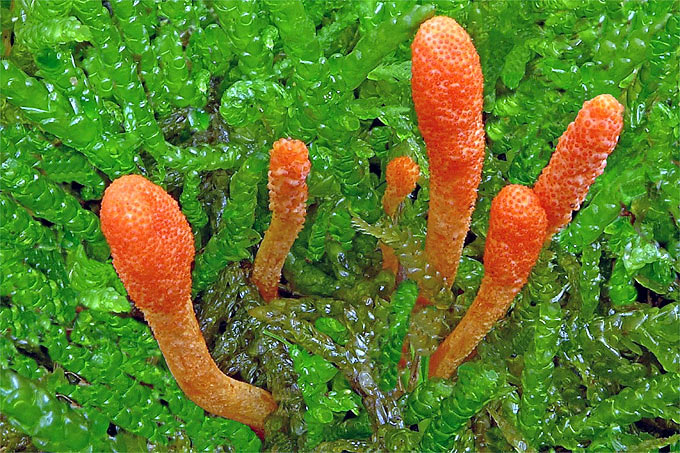 Cordyceps militaris (Raupenpilz / Oranger Raupenpilz)