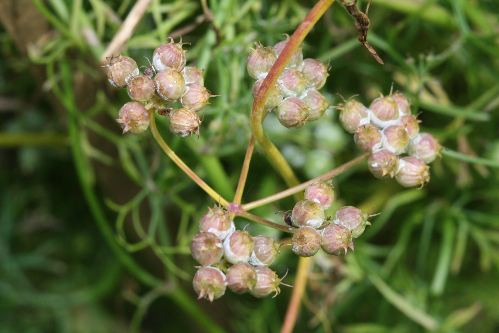 Coriandrum Sativum Koriandersamen