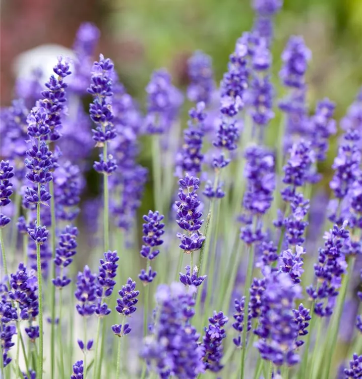 Echter Lavendel (Lavandula angustifolia)