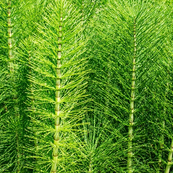 Schachtelhalmkraut (Equisetum Arvense)