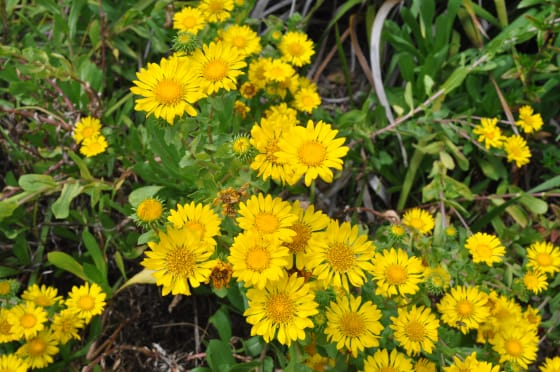 Grindelienkraut (Grindelia Robusta) 