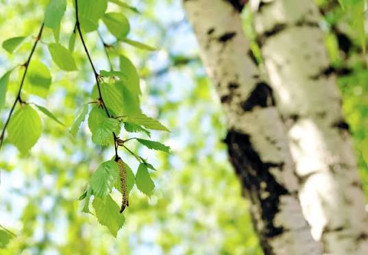 Hänge-Birke (Betula pendula) 