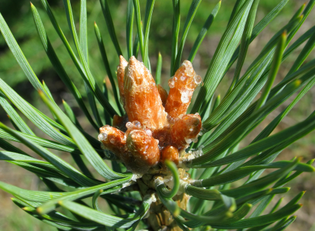 Kiefernknospen (Pinus sylvestris) 