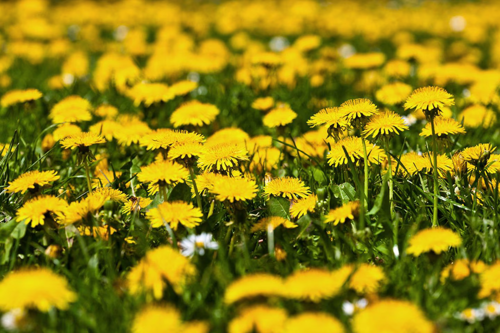 Löwenzahn (Taraxacum officinale) 