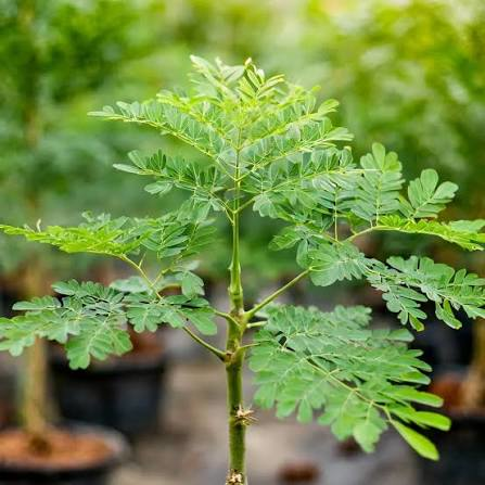 Moringa Oleifera 