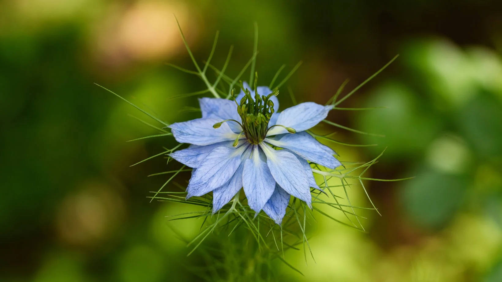 Schwarzkümmel (Nigella Sativa) 