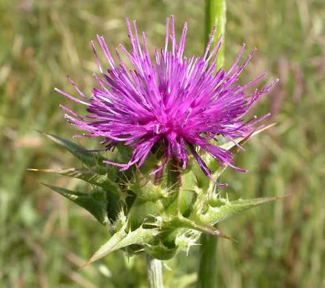 Mariendistel (Silybum marianum)