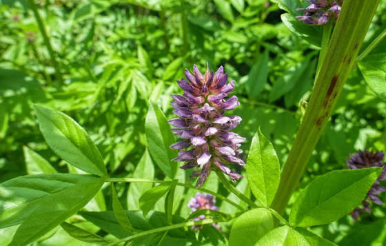 Süßholzwurzel (Glycyrrhiza Glabra)