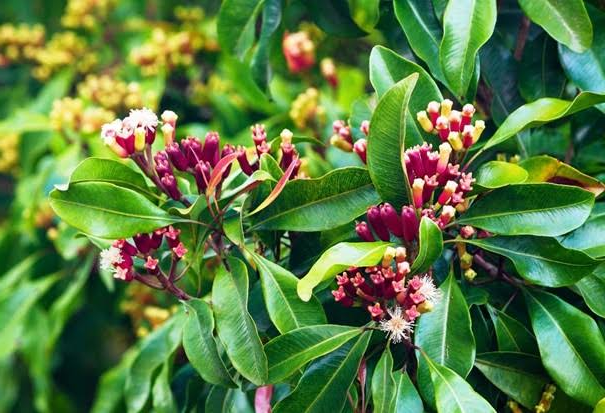 Nelken (Syzygium Aromaticum) 