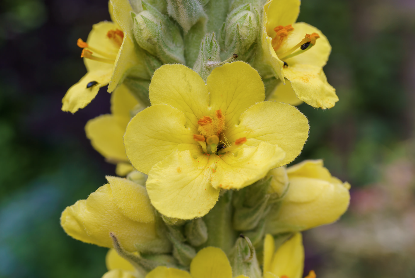 Königskerzenkraut (Verbascum Thapsus) 