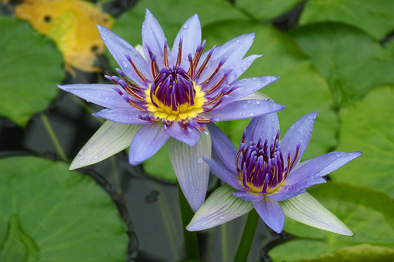 Blauer Lotus  (Nymphaea Caerulea) 